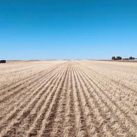 Kernza in Wyoming - Evaluating Perennial Grains to Revitalize Wyoming Wheat Agriculture